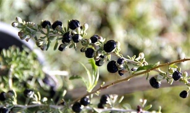 Foto - Kilosu tam 250 dolar!