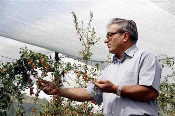 Foto - Kilosu tam 250 dolar!