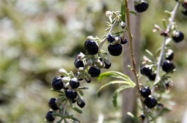 Foto - Kilosu tam 250 dolar!