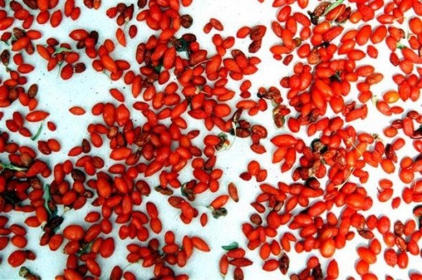 Foto - Kilosu tam 250 dolar!