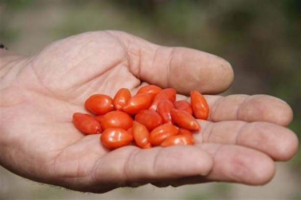 Foto - Kilosu tam 250 dolar!