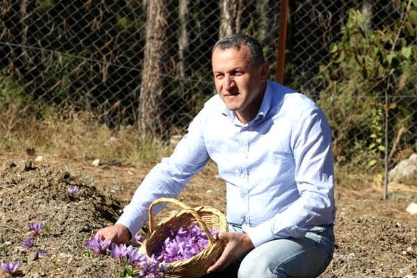 Foto - Kilosu tam 40 bin lira! Ekeni zengin ediyor... 25 dönüm araziden 600 bin lira kazanacak