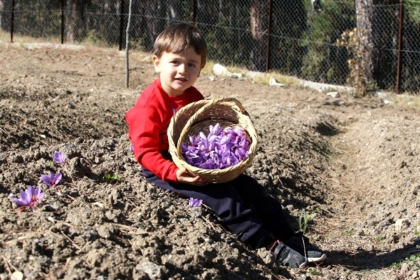 Foto - Kilosu tam 40 bin lira! Ekeni zengin ediyor... 25 dönüm araziden 600 bin lira kazanacak