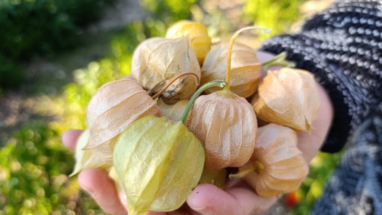 Foto - Kilosu tam 500 liradan satılıyor: Üreten, sadece bir senede evini ve arabasını alıyor