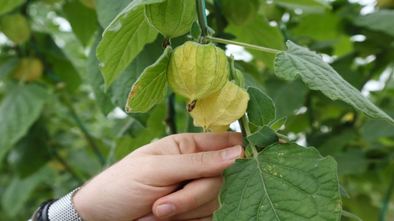 Foto - Kilosu tam 500 liradan satılıyor: Üreten, sadece bir senede evini ve arabasını alıyor
