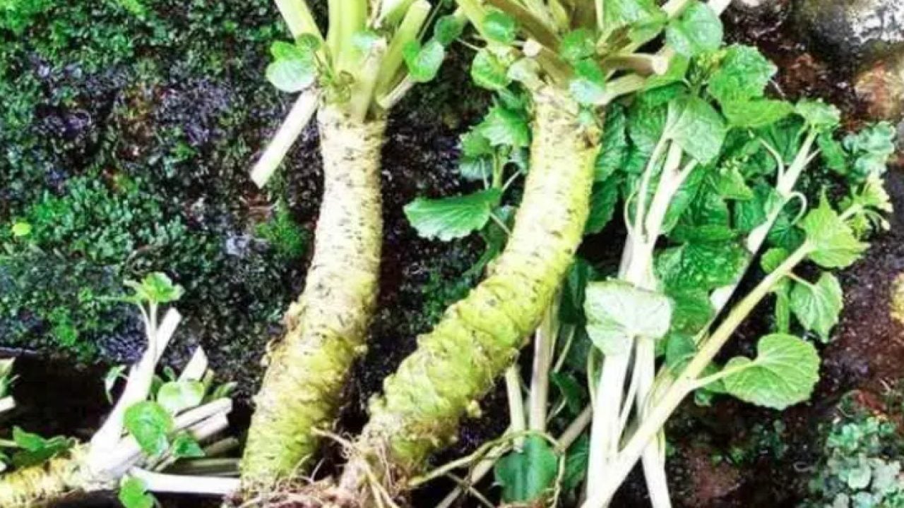 Foto - Geleneksel tarımın pabucu dama atıldı: Kilosu tam tamına 5 bin dolar!