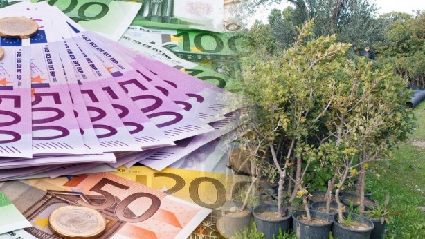 Kilosu tamı tamına 16 bin TL! Türkiye'nin her yerinde yetişiyor! Dünya bu ağacın peşinde! Kâr etmek isteyen apar topar bunu ekiyor
