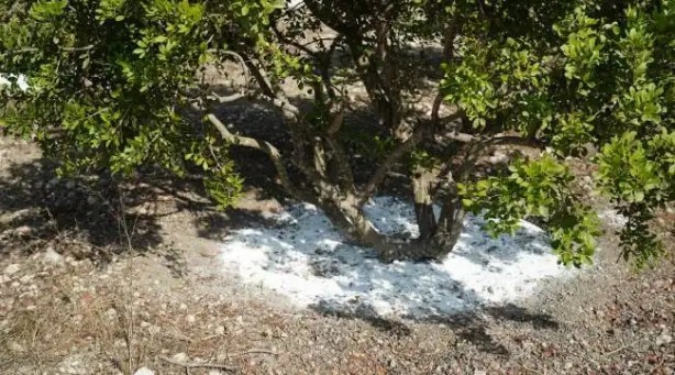 Foto - Kilosu tamı tamına 16 bin TL! Türkiye'nin her yerinde yetişiyor! Dünya bu ağacın peşinde! Kâr etmek isteyen apar topar bunu ekiyor