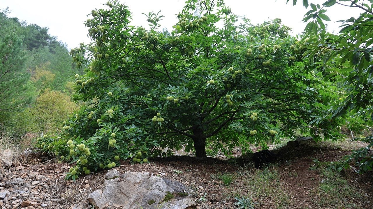 Foto - Kilosunu 500 liradan satıyor! "Burada yetişmez" diyenlere cevabı hasatla verdi