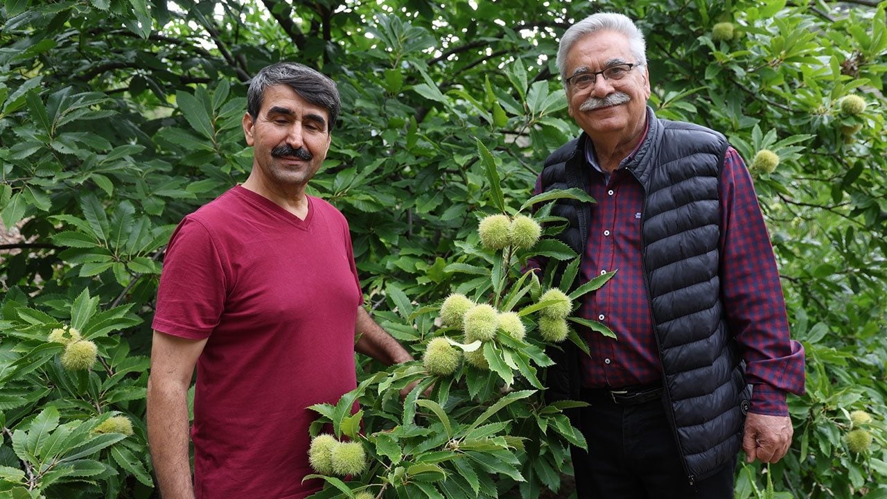 Foto - Kilosunu 500 liradan satıyor! "Burada yetişmez" diyenlere cevabı hasatla verdi