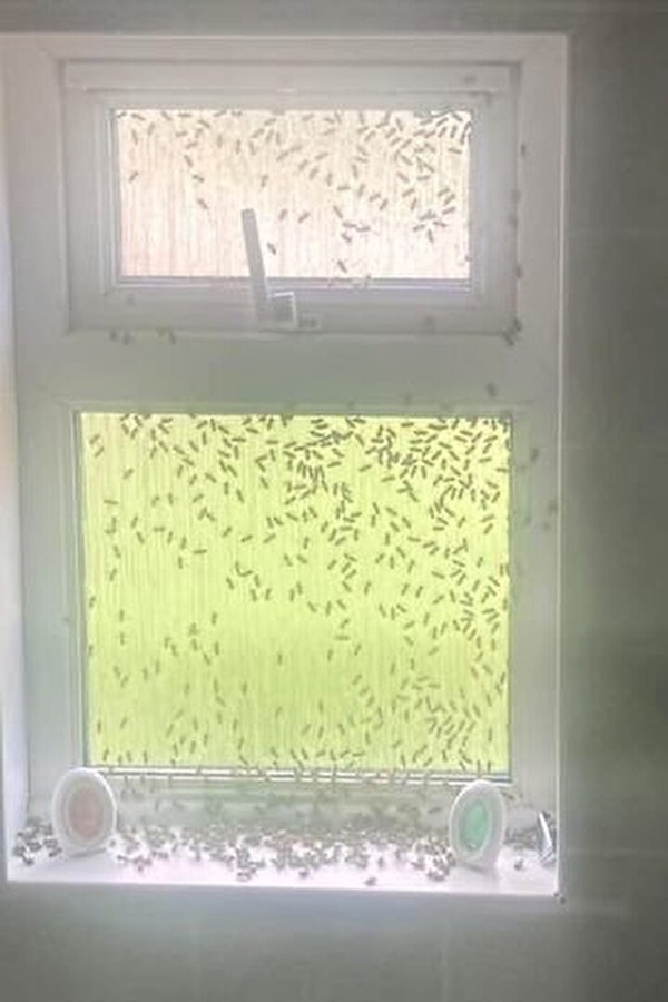 Foto - Kimi otele kaçıyor, kimi kendini eve kilitliyor! Bu pencere sizin olsa ne yapardınız?