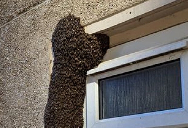 Foto - Kimi otele kaçıyor, kimi kendini eve kilitliyor! Bu pencere sizin olsa ne yapardınız?