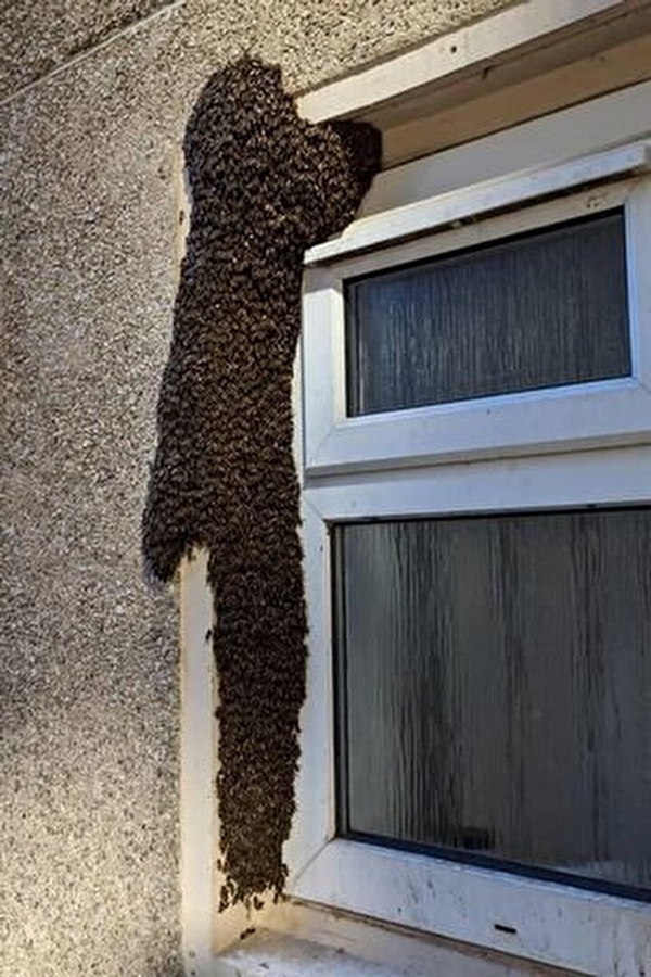 Kimi otele kaçıyor, kimi kendini eve kilitliyor! Bu pencere sizin olsa ne yapardınız?