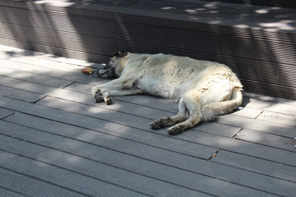 Foto - Kimi sıcağı seviyor, kimisi ise sıcaktan kaçıyor