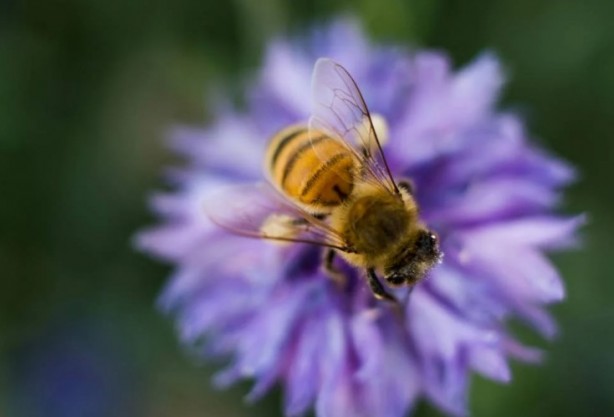 Foto - Kimimiz seviyoruz kimimiz korkuyoruz! Arılar hakkında bilmeniz gereken 25 gerçek