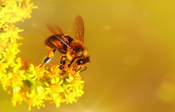 Foto - Kimimiz seviyoruz kimimiz korkuyoruz! Arılar hakkında bilmeniz gereken 25 gerçek