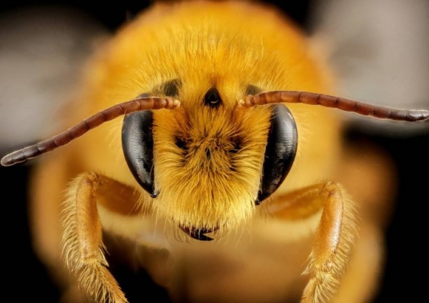 Foto - Kimimiz seviyoruz kimimiz korkuyoruz! Arılar hakkında bilmeniz gereken 25 gerçek