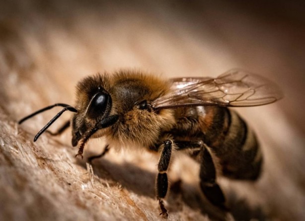 Kimimiz seviyoruz kimimiz korkuyoruz! Arılar hakkında bilmeniz gereken 25 gerçek