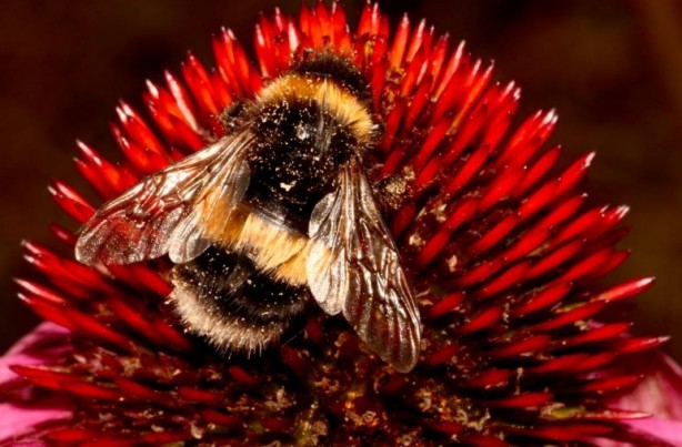 Foto - Kimimiz seviyoruz kimimiz korkuyoruz! Arılar hakkında bilmeniz gereken 25 gerçek