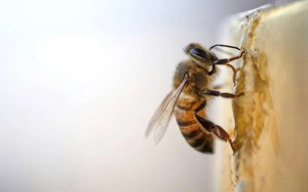 Foto - Kimimiz seviyoruz kimimiz korkuyoruz! Arılar hakkında bilmeniz gereken 25 gerçek