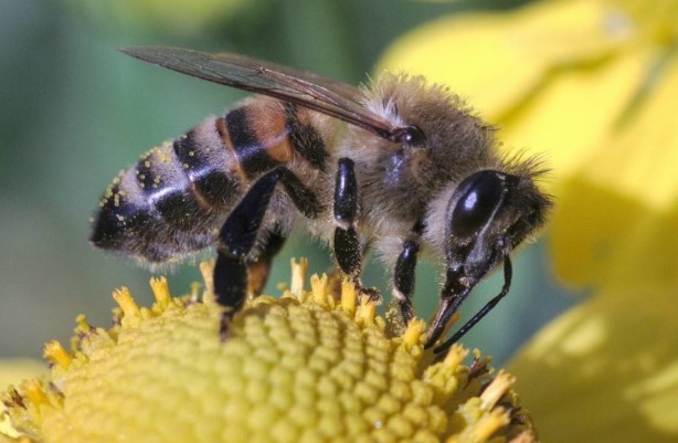 Foto - Kimimiz seviyoruz kimimiz korkuyoruz! Arılar hakkında bilmeniz gereken 25 gerçek