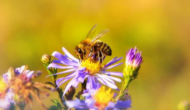 Foto - Kimimiz seviyoruz kimimiz korkuyoruz! Arılar hakkında bilmeniz gereken 25 gerçek