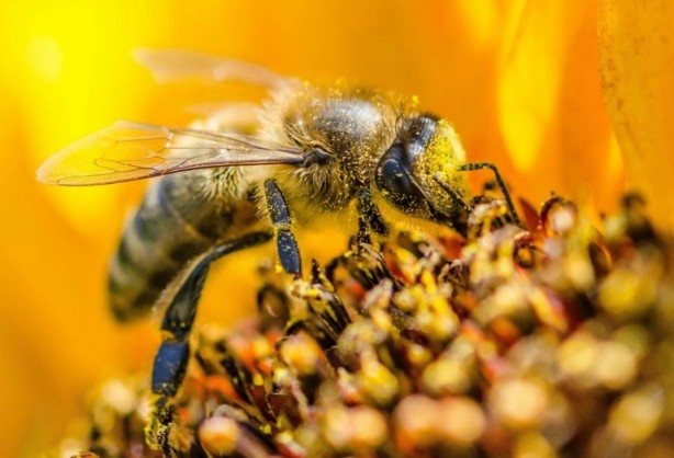 Foto - Kimimiz seviyoruz kimimiz korkuyoruz! Arılar hakkında bilmeniz gereken 25 gerçek