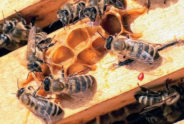 Foto - Kimimiz seviyoruz kimimiz korkuyoruz! Arılar hakkında bilmeniz gereken 25 gerçek