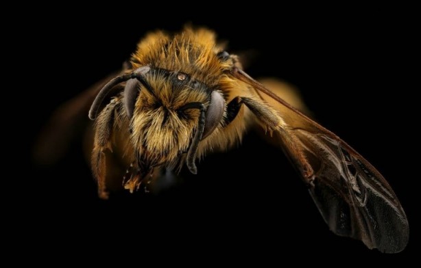 Foto - Kimimiz seviyoruz kimimiz korkuyoruz! Arılar hakkında bilmeniz gereken 25 gerçek