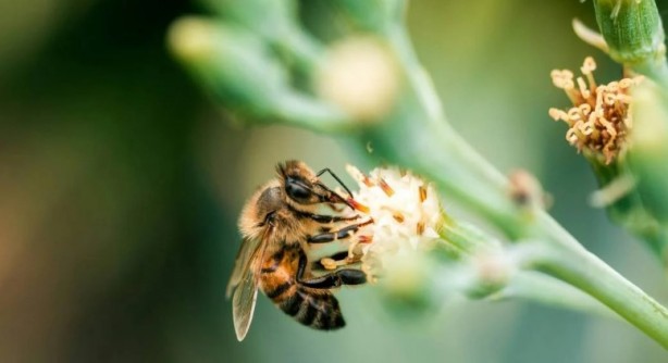 Foto - Kimimiz seviyoruz kimimiz korkuyoruz! Arılar hakkında bilmeniz gereken 25 gerçek