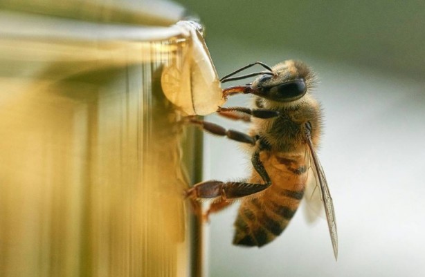 Foto - Kimimiz seviyoruz kimimiz korkuyoruz! Arılar hakkında bilmeniz gereken 25 gerçek