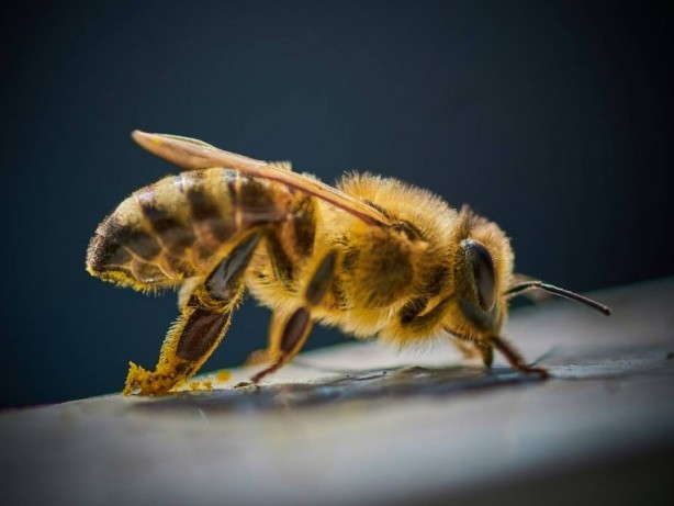 Foto - Kimimiz seviyoruz kimimiz korkuyoruz! Arılar hakkında bilmeniz gereken 25 gerçek