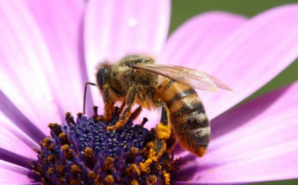Foto - Kimimiz seviyoruz kimimiz korkuyoruz! Arılar hakkında bilmeniz gereken 25 gerçek