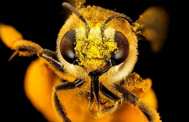 Foto - Kimimiz seviyoruz kimimiz korkuyoruz! Arılar hakkında bilmeniz gereken 25 gerçek