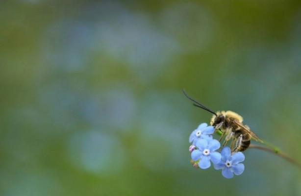 Foto - Kimimiz seviyoruz kimimiz korkuyoruz! Arılar hakkında bilmeniz gereken 25 gerçek