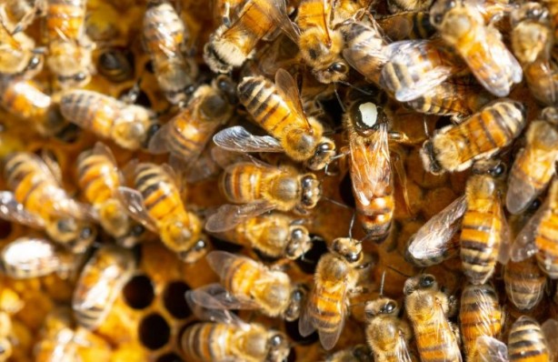 Foto - Kimimiz seviyoruz kimimiz korkuyoruz! Arılar hakkında bilmeniz gereken 25 gerçek