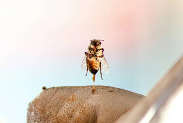 Foto - Kimimiz seviyoruz kimimiz korkuyoruz! Arılar hakkında bilmeniz gereken 25 gerçek