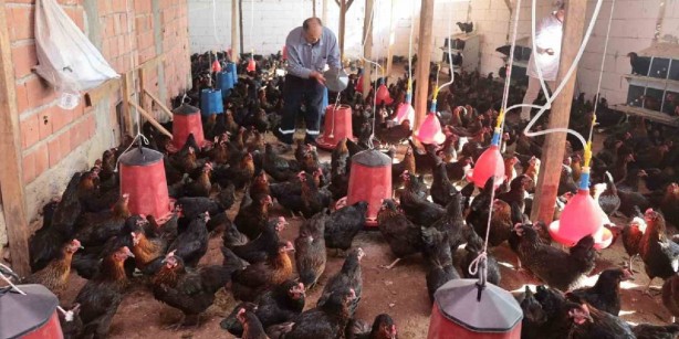 Foto - Kimse başaracaklarına inanmamıştı! Yaptıklarını duyan şok oluyor! Eşek yüküyle para getiriyor