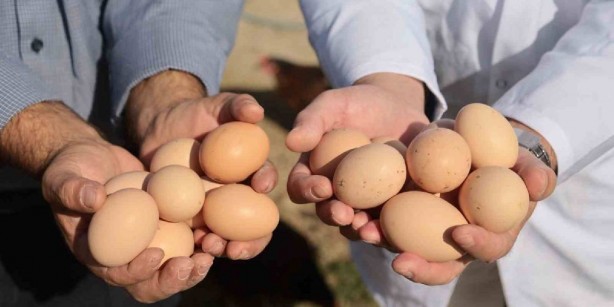 Foto - Kimse başaracaklarına inanmamıştı! Yaptıklarını duyan şok oluyor! Eşek yüküyle para getiriyor