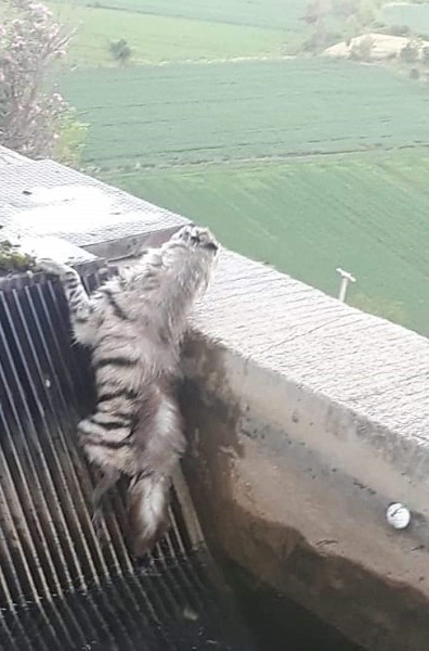 Foto - Kimse gözlerine inanamadı! 43 yıl sonra görüntülendi