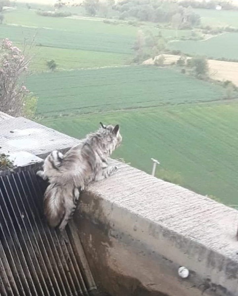 Foto - Kimse gözlerine inanamadı! 43 yıl sonra görüntülendi