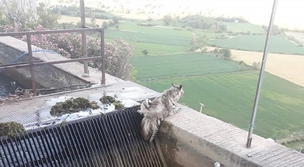 Kimse gözlerine inanamadı! 43 yıl sonra görüntülendi