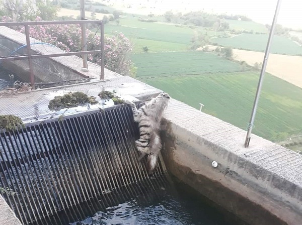 Foto - Kimse gözlerine inanamadı! 43 yıl sonra görüntülendi