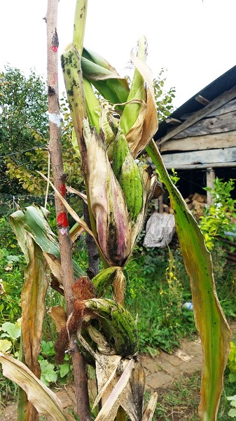Foto - Kimse gözlerine inanamadı! 