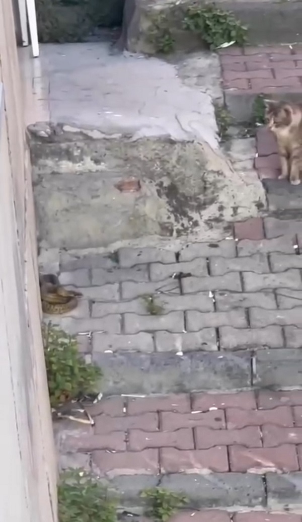 Foto - Kimse gözlerine inanamadı! Amazon Ormanı değil Kağıthane