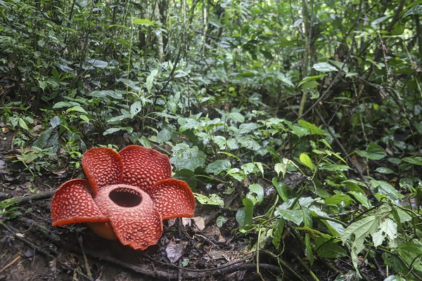 Foto - Kimse gözlerine inanamadı! Nadir görülen çiçek o ülkede açtı