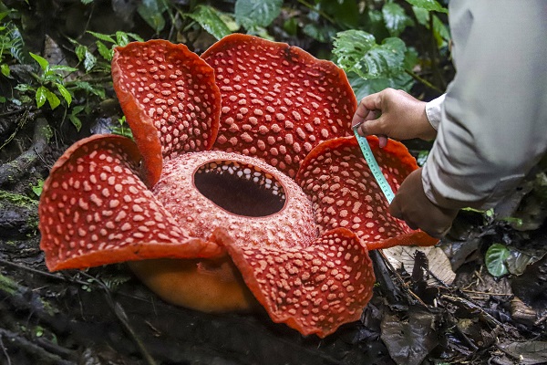 Foto - Kimse gözlerine inanamadı! Nadir görülen çiçek o ülkede açtı