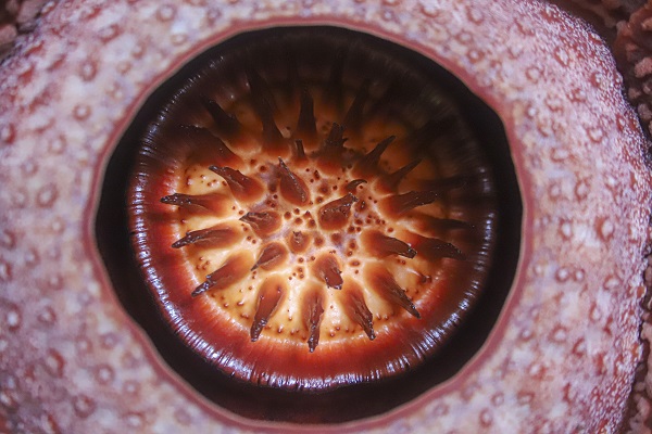 Foto - Kimse gözlerine inanamadı! Nadir görülen çiçek o ülkede açtı