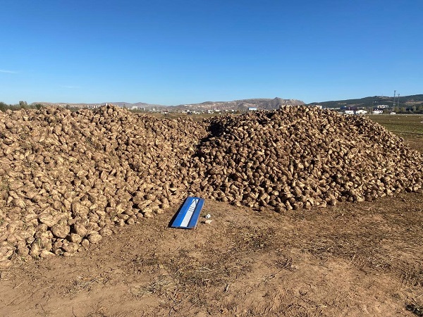 Foto - Kimse gözlerine inanamıyor! Bir tanesi mutfak tüpü kadar