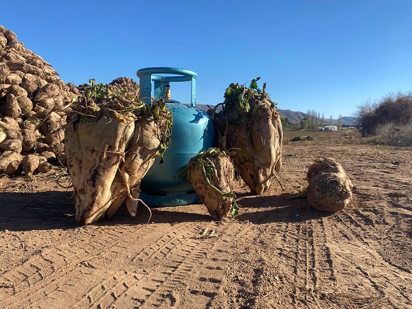 Foto - Kimse gözlerine inanamıyor! Bir tanesi mutfak tüpü kadar
